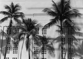 palm trees prints