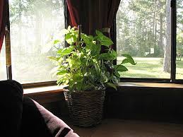 indoor plants pictures