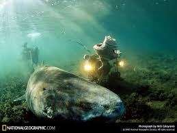 Photo: Greenland Shark