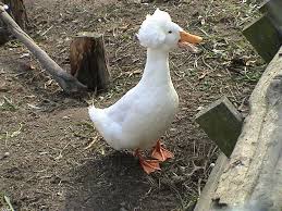 afro duck