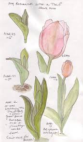 how to draw tulips