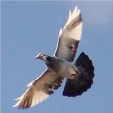 صور للحمام Pigeon
