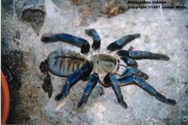 cobalt blue tarantula