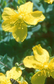 yellow rose of sharon