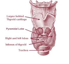 Thyroid gland 4.