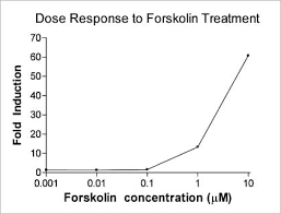 Dose Response of Forskolin.