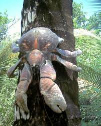 Coconut Crab - Birgus latro