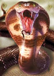 picture of a king cobra