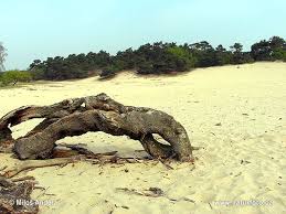 narodni-park-de-loonse-en-drunense-duinen-4218.jpg