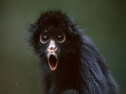 Spider monkeys, like this