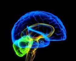 Импринтинг мозга (программирование) Импринтинг мозга (программирование)