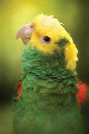 http://t2.gstatic.com/images?q=tbn:lLGOTOmqDC3-eM:http://www.ocalastyle.com/styleadmin/newsadmin/articlefiles/1592-Sundance-(Double-Yellow-headed-Amazon-Parrot)-DSC_6404%255B1%255D.jpg