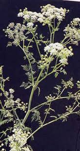 Poison hemlock is native to
