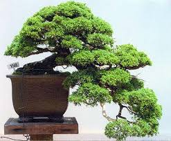 البونساي....... عبارة عن شجرة منمنمة صغيرة ربما يتجاوز عمرها عشرات بل مئات السنين NABF8_CollectionNorth_8_ShimpakuCascade