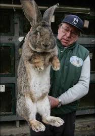 Giant Rabbit Photographs