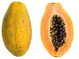 growing pawpaws for export