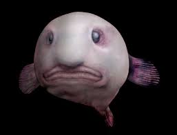اغرب الحيوانات في العالم  Blobfish2