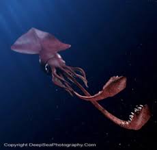 the first colossal squid
