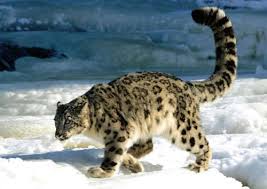 snow leopard1 Snow Leopard