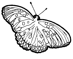 butterfly gif image