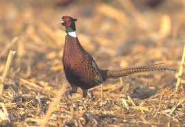 South Dakota Pheasant Hunting
