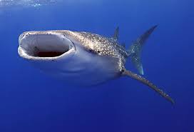 whale shark fish
