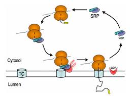 Ke research image:srp cycle