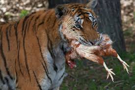 siberian tiger extinct