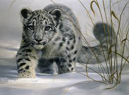 Female snow leopards are about
