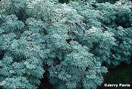 Wormwood, as mentioned above,