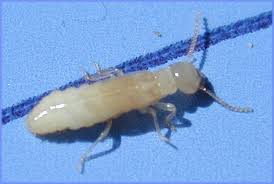 Eastern Subterranean Termites