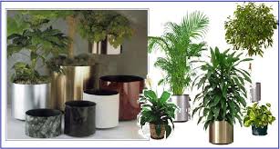 indoor plants pictures