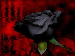 red black roses