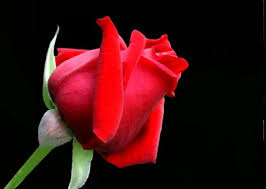 Mostra immagine a dimensione intera