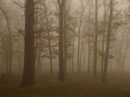 Le forêt brumeuse