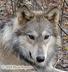 beautiful wolf images