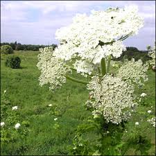 Giant hogweed