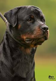 صور للكلب الروت وايلر أشهر  كلب فى العالم Rottweiler_head_m