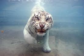 A Tiger Swims at Six Flags