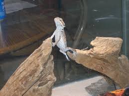 picture bearded dragons