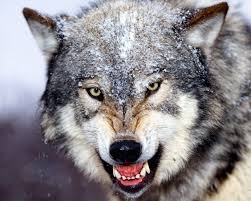 Enzi; Feds Grey Wolf Decision