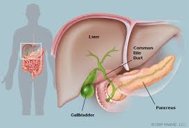 Picture of the Gallbladder