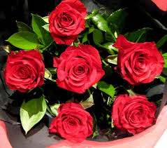 long stem red roses