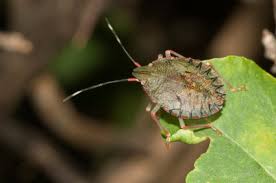 Stink Bugs: How to get rid of