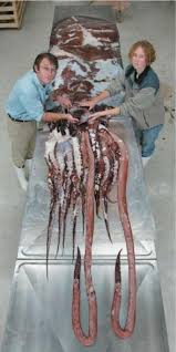 Colossal squid goes under the