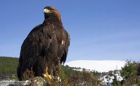 golden eagle breeding