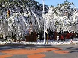 toomer s corner poisoned
