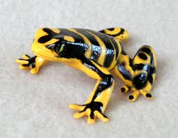 حديقة حيوانات المركز الدولى  Frog-poison-arrow-frog-plastic-f1363