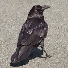BƯỚC  CHÂN TRÊN NÚI TUYẾT Raven