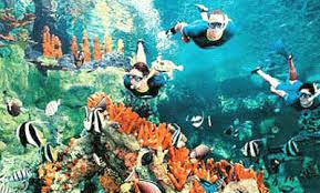 Discovery Cove - Orlando